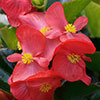 Begonia Big Mix