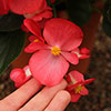 Begonia Big Mix