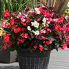 Begonia Big Mix
