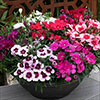 Dianthus Coronet Mix