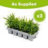 Dianthus Coronet Mix Dianthus Coronet Mix