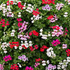 Geranium Reach-out Mix