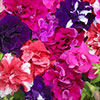 Petunia Bolero Double Flowering
