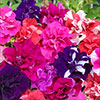 Petunia Bolero Double Flowering
