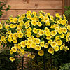 Petunia Caliburst Petchoa Yellow