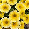 Petunia Caliburst Petchoa Yellow