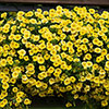 Petunia Caliburst Petchoa Yellow