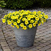 Petunia Caliburst Petchoa Yellow