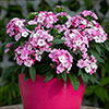 Sweet William Dart Pink Magician Sweet William Dart Pink Magician