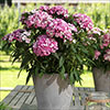 Sweet William Dart Pink Magician Sweet William Dart Pink Magician