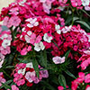 Sweet William Dart Pink Magician Sweet William Dart Pink Magician