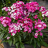 Sweet William Dart Pink Magician