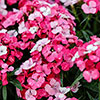 Sweet William Dart Pink Magician