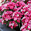 Sweet William Dart Pink Magician