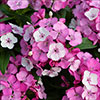 Sweet William Dart Pink Magician