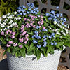 Myosotis Mon Amie Mixed Myosotis Mon Amie Mixed