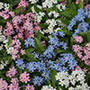Myosotis Mon Amie Mixed Myosotis Mon Amie Mixed