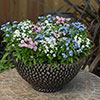 Myosotis Mon Amie Mixed Myosotis Mon Amie Mixed