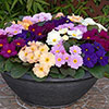 Primrose Obsidian Mixed Primrose Obsidian Mixed