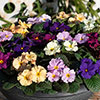Primrose Obsidian Mixed Primrose Obsidian Mixed
