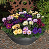 Primrose Obsidian Mixed Primrose Obsidian Mixed