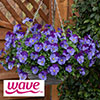 Pansy Cool Wave Violet Blue Pansy Cool Wave Violet Blue