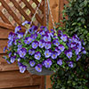 Pansy Cool Wave Violet Blue Pansy Cool Wave Violet Blue
