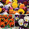 Garden Ready Pansy Variety Mix Garden Ready Pansy Variety Mix
