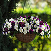 Garden Ready Pansy Variety Mix Garden Ready Pansy Variety Mix
