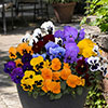 Garden Ready Pansy Variety Mix Garden Ready Pansy Variety Mix