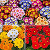 Garden Ready Primrose Variety Mix Garden Ready Primrose Variety Mix