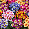 Garden Ready Primrose Variety Mix Garden Ready Primrose Variety Mix