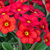Garden Ready Primrose Variety Mix Garden Ready Primrose Variety Mix
