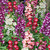 Penstemon Arabesque Mix Penstemon Arabesque Mix