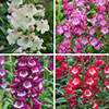 Penstemon Arabesque Mix Penstemon Arabesque Mix