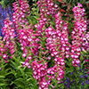 Penstemon Arabesque Mix Penstemon Arabesque Mix