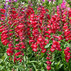 Penstemon Arabesque Mix Penstemon Arabesque Mix