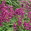 Penstemon Arabesque Mix Penstemon Arabesque Mix