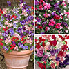 Ultimate Sweet Pea Collection