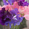 Ultimate Sweet Pea Collection