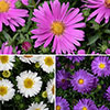 Aster Alpha Mix Aster Alpha Mix