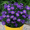 Aster Alpha Mix Aster Alpha Mix