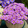 Aster Alpha Mix Aster Alpha Mix