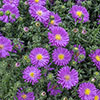 Aster Alpha Mix Aster Alpha Mix