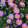 Aster Alpha Mix Aster Alpha Mix