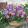 Erysimum Rainbow Glow Erysimum Rainbow Glow