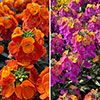 Erysimum Leya Collection Erysimum Leya Collection