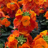 Erysimum Leya Collection Erysimum Leya Collection