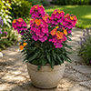Erysimum Leya Collection Erysimum Leya Collection