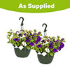 Pre-Planted Patriotic Mix Hanging Baskets